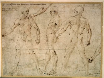 Drei nackte Männer. Zeichnung von Antonio Pollaiuolo (Pollaiolo) (1432-1498)