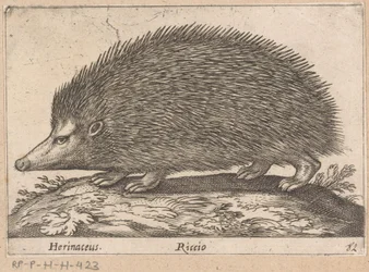 Igel