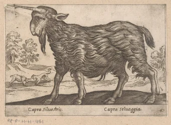 Geit mit einem Horn (Dieren en fabelwezens, Nova raccolta de li animali piu curiosi del mondo)