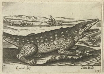 Krokodil (Tiere und Fabelwesen)