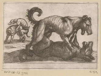 Zwei paarende und zwei kämpfende Hunde