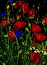 Artfloral Mohn 1
