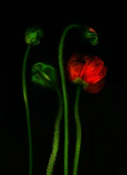 earthArt - Mohn