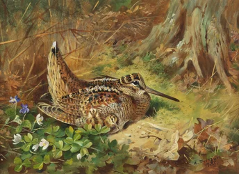 Ein Waldschnepfe und Küken