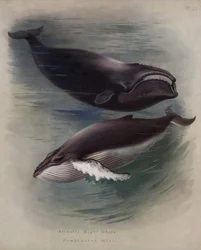 Atlantischer Nordkaper, Buckelwal