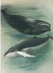 Atlantischer Weißwal und Buckelwal, aus Thorburns Säugetiere, veröffentlicht von Longmans und Co, ca. 1920