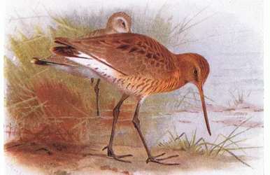 Sichelstrandläufer, aus Vögel der Britischen Inseln und ihre Eier, veröffentlicht von Frederick Warne & Co Ltd, 1958