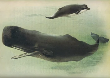 Flaschennasenwal und Pottwal, aus Thorburns Säugetiere, veröffentlicht von Longmans und Co, ca. 1920