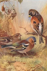 Bergfink, Buchfink (männlich und weiblich)