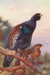 Auerhuhn (männlich und weiblich)