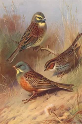 Zaunammer, Zwergammer, Ortolan