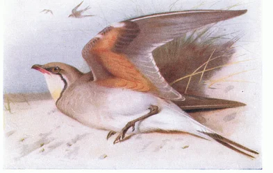 Kragenpratincole, aus Vögel der Britischen Inseln und ihre Eier veröffentlicht von Frederick Warne & Co Ltd, 1958