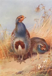 Rebhuhn (männlich und weiblich)