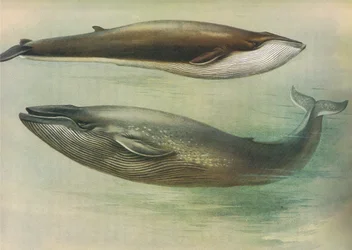 Gemeiner Finnwal, Sibbalds Finnwal oder Blauwal, aus Thorburns Säugetiere, veröffentlicht von Longmans und Co, ca. 1920