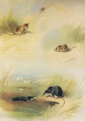 Waldspitzmaus, Zwergspitzmaus und Wasserspitzmaus, aus Thorburns Säugetiere, veröffentlicht von Longmans and Co, ca. 1920