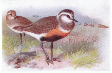 Mornellregenpfeifer, aus Vögel der Britischen Inseln und ihre Eier, veröffentlicht von Frederick Warne & Co Ltd, 1958