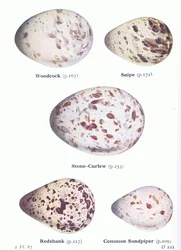 Eier: Waldschnepfe, Bekassine, Triel, Rotschenkel, Flussuferläufer, aus Die Vögel der Britischen Inseln und ihre Eier, veröffentlicht von Frederick Warne & Co Ltd, 1958
