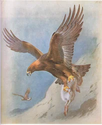Steinadler und Schneehase, veröffentlicht von Book Club Associates, 1972