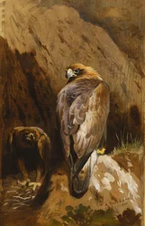 Steinadler an ihrem Horst