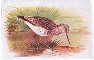 Grünschenkel, aus Vögel der Britischen Inseln und ihre Eier, veröffentlicht von Frederick Warne & Co Ltd, 1958