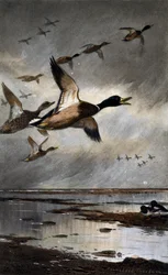 Stockenten im Flug