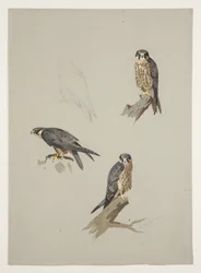 Merlin-Männchen, ca. 1915