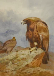 Paar von Steinadlern