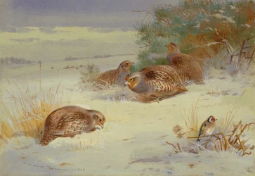 Rebhuhn und ein Stieglitz in einer Winterlandschaft