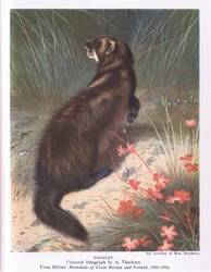 Iltis, Nature in Britain, veröffentlicht von Collins