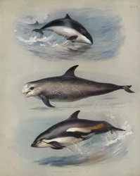 Schweinswal, Risso-Delfin, Weißseitendelfin