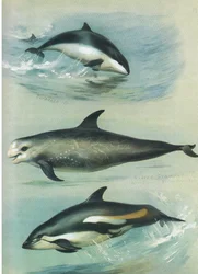 Schweinswal, Risso-Grampus und Weißseitendelfin, aus Thorburns Säugetiere, veröffentlicht von Longmans and Co, ca. 1920