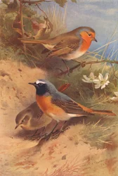 Rotkehlchen, Gartenrotschwanz (männlich und weiblich) (Farblithografie)