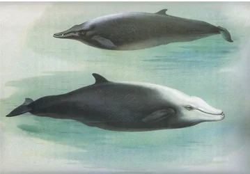 Sowerbys Wal und Cuviers Wal, aus Thorburns Säugetiere, veröffentlicht von Longmans und Co, ca. 1920