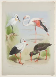 Löffler, Flamingo und Storch, ca. 1915
