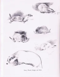 Hermelin, Wiesel, Dachs und Maulwurf