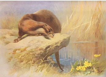 Der Otter, aus Thorburns Säugetiere, veröffentlicht von Longmans and Co, ca. 1920