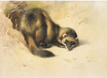 Das Iltis, aus Thorburns Säugetiere, veröffentlicht von Longmans und Co, ca. 1920