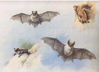 Bartfledermaus und Bechsteinfledermaus, aus Thorburns Säugetiere, veröffentlicht von Longmans and Co, ca. 1920