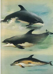 Weißschnabeldelfin, Großer Tümmler und Gemeiner Delfin, aus Thorburns Säugetiere, veröffentlicht von Longmans und Co, ca. 1920