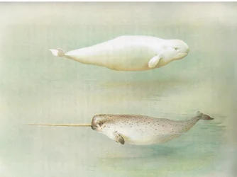 Weißwal und Narwal, aus Thorburns Säugetiere, veröffentlicht von Longmans und Co, ca. 1920