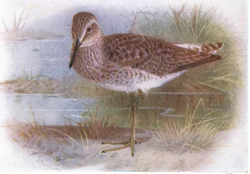 Bruchwasserläufer, aus Vögel der Britischen Inseln und ihre Eier veröffentlicht von Frederick Warne & Co Ltd, 1958
