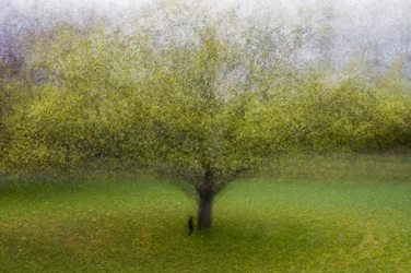 Träumender Grüner Baum