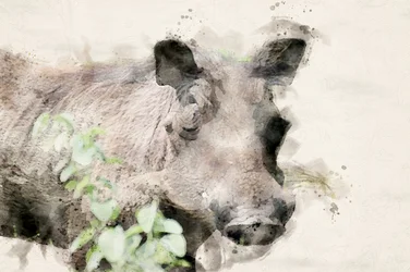Aquarell Warzenschwein Porträt