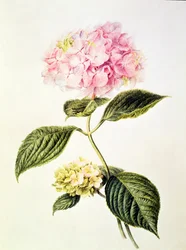 Hydrangea hortensia