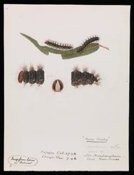 Raupe, Epicoma contristis, Teara tristis