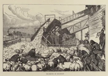 Schweinetreiben in Cincinnati
