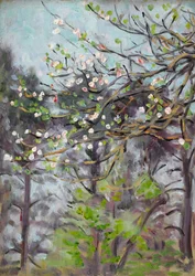 Kirschbaum in Blüte mit Kiefern im Hintergrund