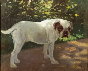 Ein Bulldogge auf einem Gartenweg