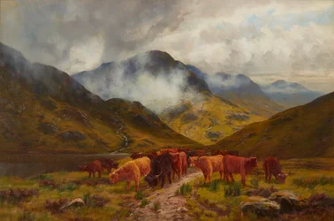 Hochlandrinder