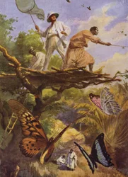 Schöne Schmetterlinge: Fang von Urania Rhipheus in Madagaskar